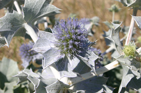 Costa Caparica Thistle